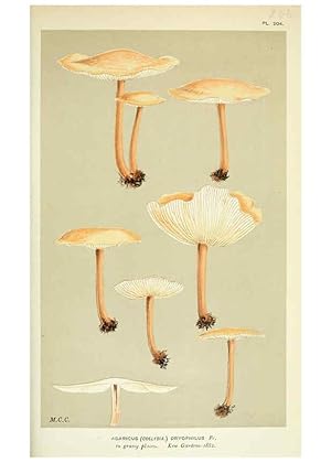 Image du vendeur pour Reproduccin/Reproduction 6055659601: Illustrations of British fungi (Hymenomycetes) London,Williams and Norgate,1881-91 mis en vente par EL BOLETIN