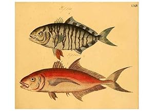 Seller image for Reproduccin/Reproduction 6058667361: Naturgeschichte in Bildern : mit erluterndem Text / Von Professor Dr. Strack. Lief. 4. (Heft 33-56). Fische. Dsseldorf :Arnz & Co.,[1819-1826] for sale by EL BOLETIN