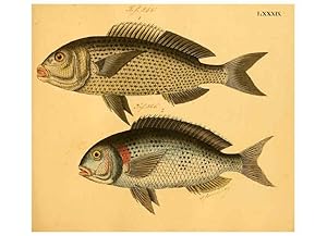 Seller image for Reproduccin/Reproduction 6058673063: Naturgeschichte in Bildern : mit erluterndem Text / Von Professor Dr. Strack. Lief. 4. (Heft 33-56). Fische. Dsseldorf :Arnz & Co.,[1819-1826] for sale by EL BOLETIN