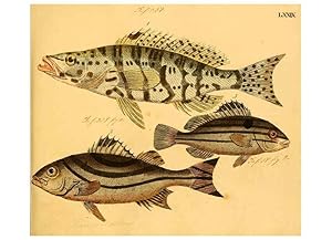 Seller image for Reproduccin/Reproduction 6059217954: Naturgeschichte in Bildern : mit erluterndem Text / Von Professor Dr. Strack. Lief. 4. (Heft 33-56). Fische. Dsseldorf :Arnz & Co.,[1819-1826] for sale by EL BOLETIN