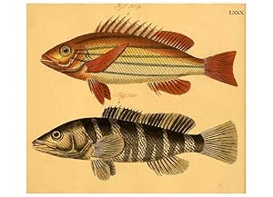 Immagine del venditore per Reproduccin/Reproduction 6059218148: Naturgeschichte in Bildern : mit erluterndem Text / Von Professor Dr. Strack. Lief. 4. (Heft 33-56). Fische. Dsseldorf :Arnz & Co.,[1819-1826] venduto da EL BOLETIN