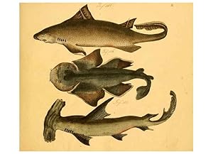 Seller image for Reproduccin/Reproduction 6059202742: Naturgeschichte in Bildern : mit erluterndem Text / Von Professor Dr. Strack. Lief. 4. (Heft 33-56). Fische. Dsseldorf :Arnz & Co.,[1819-1826] for sale by EL BOLETIN