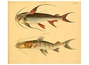 Immagine del venditore per Reproduccin/Reproduction 6058678915: Naturgeschichte in Bildern : mit erluterndem Text / Von Professor Dr. Strack. Lief. 4. (Heft 33-56). Fische. Dsseldorf :Arnz & Co.,[1819-1826] venduto da EL BOLETIN