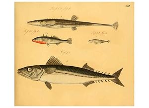 Seller image for Reproduccin/Reproduction 6058666459: Naturgeschichte in Bildern : mit erluterndem Text / Von Professor Dr. Strack. Lief. 4. (Heft 33-56). Fische. Dsseldorf :Arnz & Co.,[1819-1826] for sale by EL BOLETIN