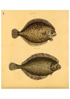 Seller image for Reproduccin/Reproduction 6059212792: Naturgeschichte in Bildern : mit erluterndem Text / Von Professor Dr. Strack. Lief. 4. (Heft 33-56). Fische. Dsseldorf :Arnz & Co.,[1819-1826] for sale by EL BOLETIN