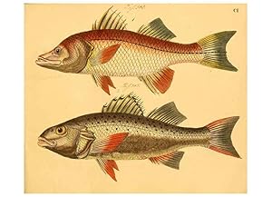 Immagine del venditore per Reproduccin/Reproduction 6058675551: Naturgeschichte in Bildern : mit erluterndem Text / Von Professor Dr. Strack. Lief. 4. (Heft 33-56). Fische. Dsseldorf :Arnz & Co.,[1819-1826] venduto da EL BOLETIN