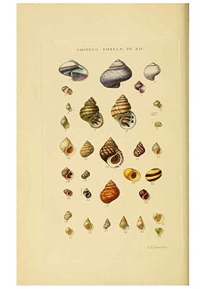Immagine del venditore per Reproduccin/Reproduction 6058589003: Illustrated index of British shells London :Simpkin, Marshall, and Co., and the Author,1859 venduto da EL BOLETIN