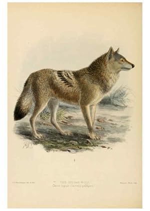 Bild des Verkufers fr Reproduccin/Reproduction 5987836405: Dogs, jackals, wolves, and foxes London R.H. Porter 1890 zum Verkauf von EL BOLETIN