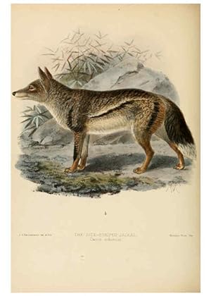 Seller image for Reproduccin/Reproduction 5988402572: Dogs, jackals, wolves, and foxes London R.H. Porter 1890 for sale by EL BOLETIN