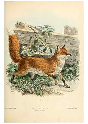 Imagen del vendedor de Reproduccin/Reproduction 5988404970: Dogs, jackals, wolves, and foxes London R.H. Porter 1890 a la venta por EL BOLETIN