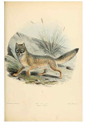 Imagen del vendedor de Reproduccin/Reproduction 5987842387: Dogs, jackals, wolves, and foxes London R.H. Porter 1890 a la venta por EL BOLETIN