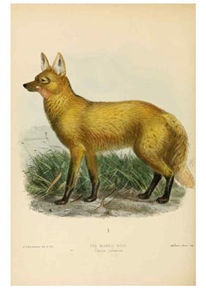 Seller image for Reproduccin/Reproduction 5988400918: Dogs, jackals, wolves, and foxes London R.H. Porter 1890 for sale by EL BOLETIN