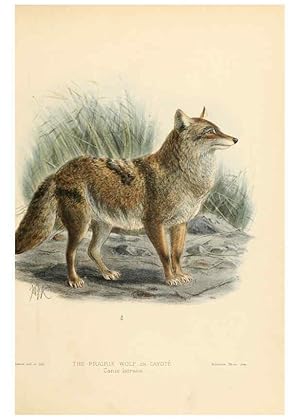 Bild des Verkufers fr Reproduccin/Reproduction 5988401422: Dogs, jackals, wolves, and foxes London R.H. Porter 1890 zum Verkauf von EL BOLETIN