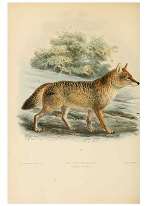 Image du vendeur pour Reproduccin/Reproduction 5987838091: Dogs, jackals, wolves, and foxes London R.H. Porter 1890 mis en vente par EL BOLETIN