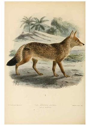 Bild des Verkufers fr Reproduccin/Reproduction 5988401940: Dogs, jackals, wolves, and foxes London R.H. Porter 1890 zum Verkauf von EL BOLETIN