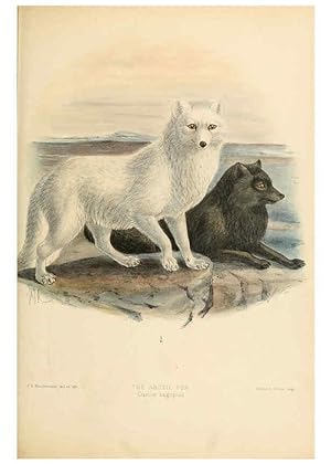Seller image for Reproduccin/Reproduction 5988406324: Dogs, jackals, wolves, and foxes London R.H. Porter 1890 for sale by EL BOLETIN