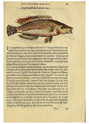 Immagine del venditore per Reproduccin/Reproduction 5998937970: Lhistoire naturelle des estranges poissons marins A Paris :De limprimerie de Regnaud Chaudiere,1551 venduto da EL BOLETIN