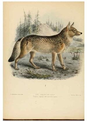 Image du vendeur pour Reproduccin/Reproduction 5988400148: Dogs, jackals, wolves, and foxes London R.H. Porter 1890 mis en vente par EL BOLETIN