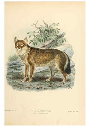 Imagen del vendedor de Reproduccin/Reproduction 5987837577: Dogs, jackals, wolves, and foxes London R.H. Porter 1890 a la venta por EL BOLETIN