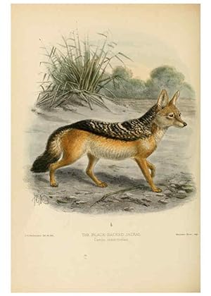 Seller image for Reproduccin/Reproduction 5987838473: Dogs, jackals, wolves, and foxes London R.H. Porter 1890 for sale by EL BOLETIN