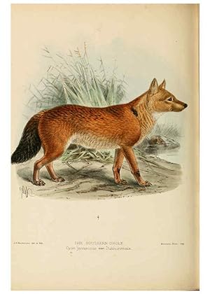 Bild des Verkufers fr Reproduccin/Reproduction 5987846905: Dogs, jackals, wolves, and foxes London R.H. Porter 1890 zum Verkauf von EL BOLETIN