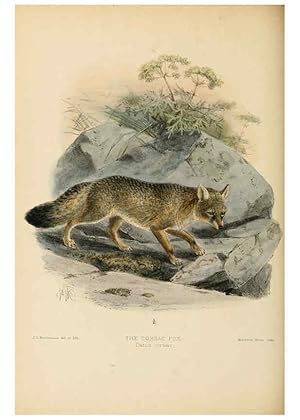 Bild des Verkufers fr Reproduccin/Reproduction 5987843005: Dogs, jackals, wolves, and foxes London R.H. Porter 1890 zum Verkauf von EL BOLETIN