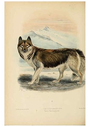 Bild des Verkufers fr Reproduccin/Reproduction 5988409384: Dogs, jackals, wolves, and foxes London R.H. Porter 1890 zum Verkauf von EL BOLETIN