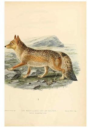 Bild des Verkufers fr Reproduccin/Reproduction 5988402904: Dogs, jackals, wolves, and foxes London R.H. Porter 1890 zum Verkauf von EL BOLETIN