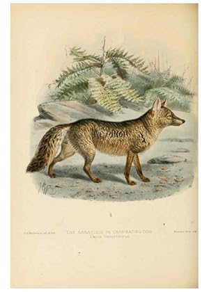 Bild des Verkufers fr Reproduccin/Reproduction 5987839651: Dogs, jackals, wolves, and foxes London R.H. Porter 1890 zum Verkauf von EL BOLETIN