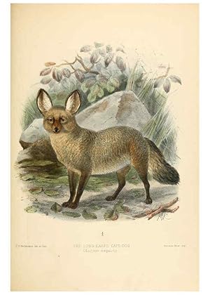 Seller image for Reproduccin/Reproduction 5987848041: Dogs, jackals, wolves, and foxes London R.H. Porter 1890 for sale by EL BOLETIN