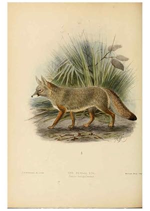 Bild des Verkufers fr Reproduccin/Reproduction 5987843743: Dogs, jackals, wolves, and foxes London R.H. Porter 1890 zum Verkauf von EL BOLETIN