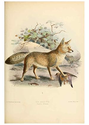 Seller image for Reproduccin/Reproduction 5987844361: Dogs, jackals, wolves, and foxes London R.H. Porter 1890 for sale by EL BOLETIN