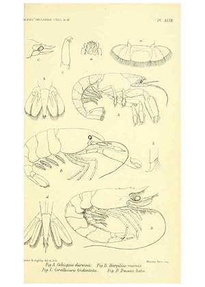 Imagen del vendedor de Reproduccin/Reproduction 5988060620: Report on the zoological collections made in the Indo-Pacific Ocean during the voyage of H.M.S. Alert 1881-2. London :Printed by order of the Trustees,1884 a la venta por EL BOLETIN