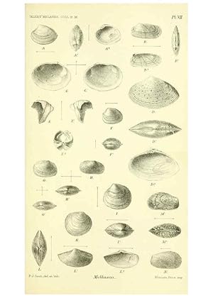 Image du vendeur pour Reproduccin/Reproduction 5987490183: Report on the zoological collections made in the Indo-Pacific Ocean during the voyage of H.M.S. Alert 1881-2. London :Printed by order of the Trustees,1884 mis en vente par EL BOLETIN