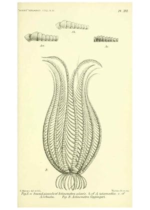 Imagen del vendedor de Reproduccin/Reproduction 5988056228: Report on the zoological collections made in the Indo-Pacific Ocean during the voyage of H.M.S. Alert 1881-2. London :Printed by order of the Trustees,1884 a la venta por EL BOLETIN