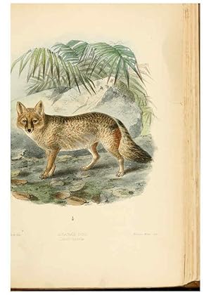 Bild des Verkufers fr Reproduccin/Reproduction 5988403986: Dogs, jackals, wolves, and foxes London R.H. Porter 1890 zum Verkauf von EL BOLETIN