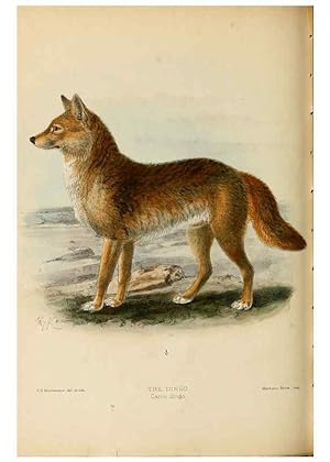 Seller image for Reproduccin/Reproduction 5987845401: Dogs, jackals, wolves, and foxes London R.H. Porter 1890 for sale by EL BOLETIN