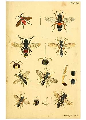 Bild des Verkufers fr Reproduccin/Reproduction 5999078754: Verzeichniss meiner Insecten-Sammlung Nrnberg :Gedruckt auf Kosten des Verfassers,1796 zum Verkauf von EL BOLETIN