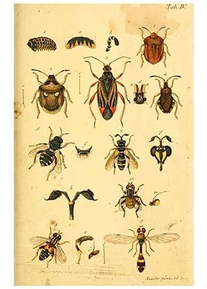 Bild des Verkufers fr Reproduccin/Reproduction 5998532727: Verzeichniss meiner Insecten-Sammlung Nrnberg :Gedruckt auf Kosten des Verfassers,1796 zum Verkauf von EL BOLETIN