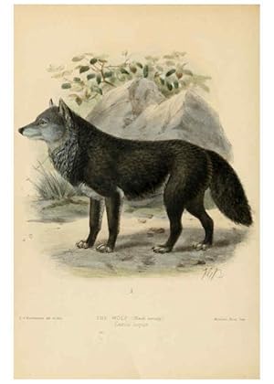Imagen del vendedor de Reproduccin/Reproduction 5988399398: Dogs, jackals, wolves, and foxes London R.H. Porter 1890 a la venta por EL BOLETIN