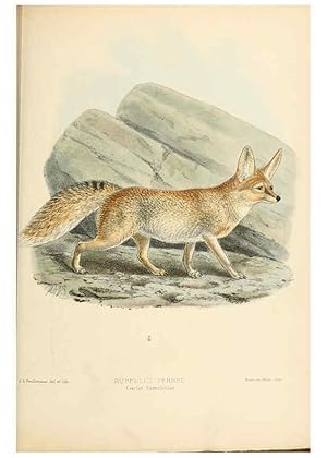 Imagen del vendedor de Reproduccin/Reproduction 5987844853: Dogs, jackals, wolves, and foxes London R.H. Porter 1890 a la venta por EL BOLETIN