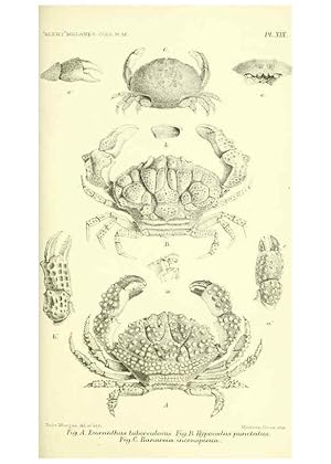 Imagen del vendedor de Reproduccin/Reproduction 5988057078: Report on the zoological collections made in the Indo-Pacific Ocean during the voyage of H.M.S. Alert 1881-2. London :Printed by order of the Trustees,1884 a la venta por EL BOLETIN