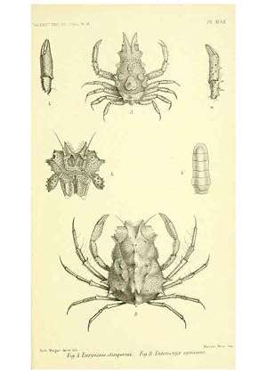 Imagen del vendedor de Reproduccin/Reproduction 5988067686: Report on the zoological collections made in the Indo-Pacific Ocean during the voyage of H.M.S. Alert 1881-2. London :Printed by order of the Trustees,1884 a la venta por EL BOLETIN