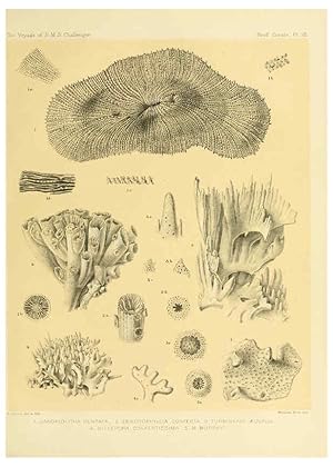 Seller image for Reproduccin/Reproduction 5988030820: Report on the reef-corals collected by H.M.S. Challenger during the years 1873-76 [London? :H.M.S.O.],1886 for sale by EL BOLETIN