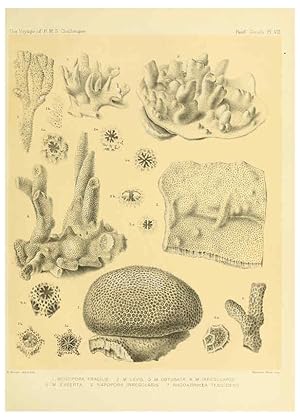 Seller image for Reproduccin/Reproduction 5987467933: Report on the reef-corals collected by H.M.S. Challenger during the years 1873-76 [London? :H.M.S.O.],1886 for sale by EL BOLETIN