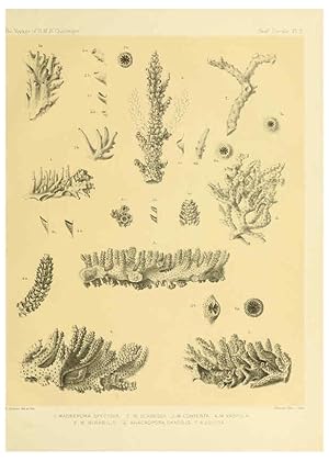 Seller image for Reproduccin/Reproduction 5988031440: Report on the reef-corals collected by H.M.S. Challenger during the years 1873-76 [London? :H.M.S.O.],1886 for sale by EL BOLETIN