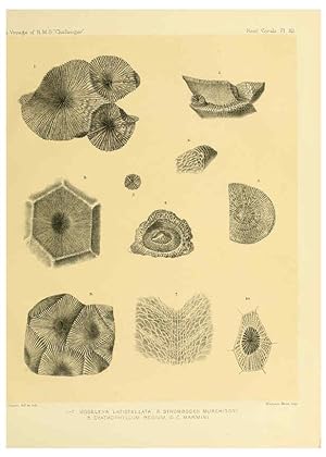 Seller image for Reproduccin/Reproduction 5987469071: Report on the reef-corals collected by H.M.S. Challenger during the years 1873-76 [London? :H.M.S.O.],1886 for sale by EL BOLETIN