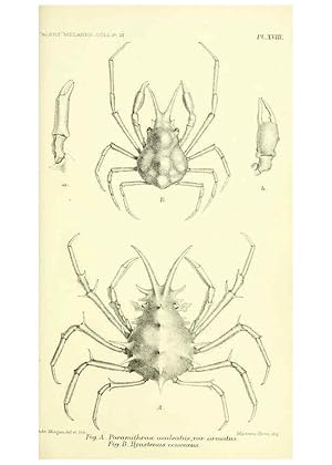 Imagen del vendedor de Reproduccin/Reproduction 5987493621: Report on the zoological collections made in the Indo-Pacific Ocean during the voyage of H.M.S. Alert 1881-2. London :Printed by order of the Trustees,1884 a la venta por EL BOLETIN