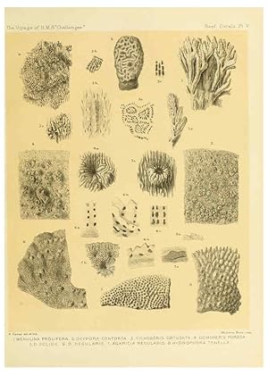 Seller image for Reproduccin/Reproduction 5987467227: Report on the reef-corals collected by H.M.S. Challenger during the years 1873-76 [London? :H.M.S.O.],1886 for sale by EL BOLETIN