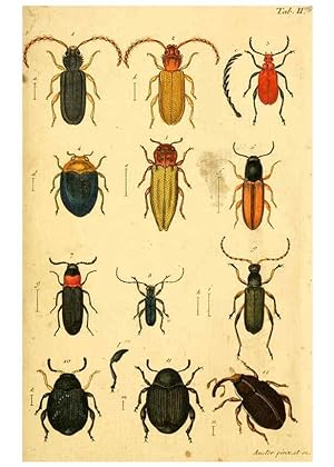 Bild des Verkufers fr Reproduccin/Reproduction 5999078138: Verzeichniss meiner Insecten-Sammlung Nrnberg :Gedruckt auf Kosten des Verfassers,1796 zum Verkauf von EL BOLETIN